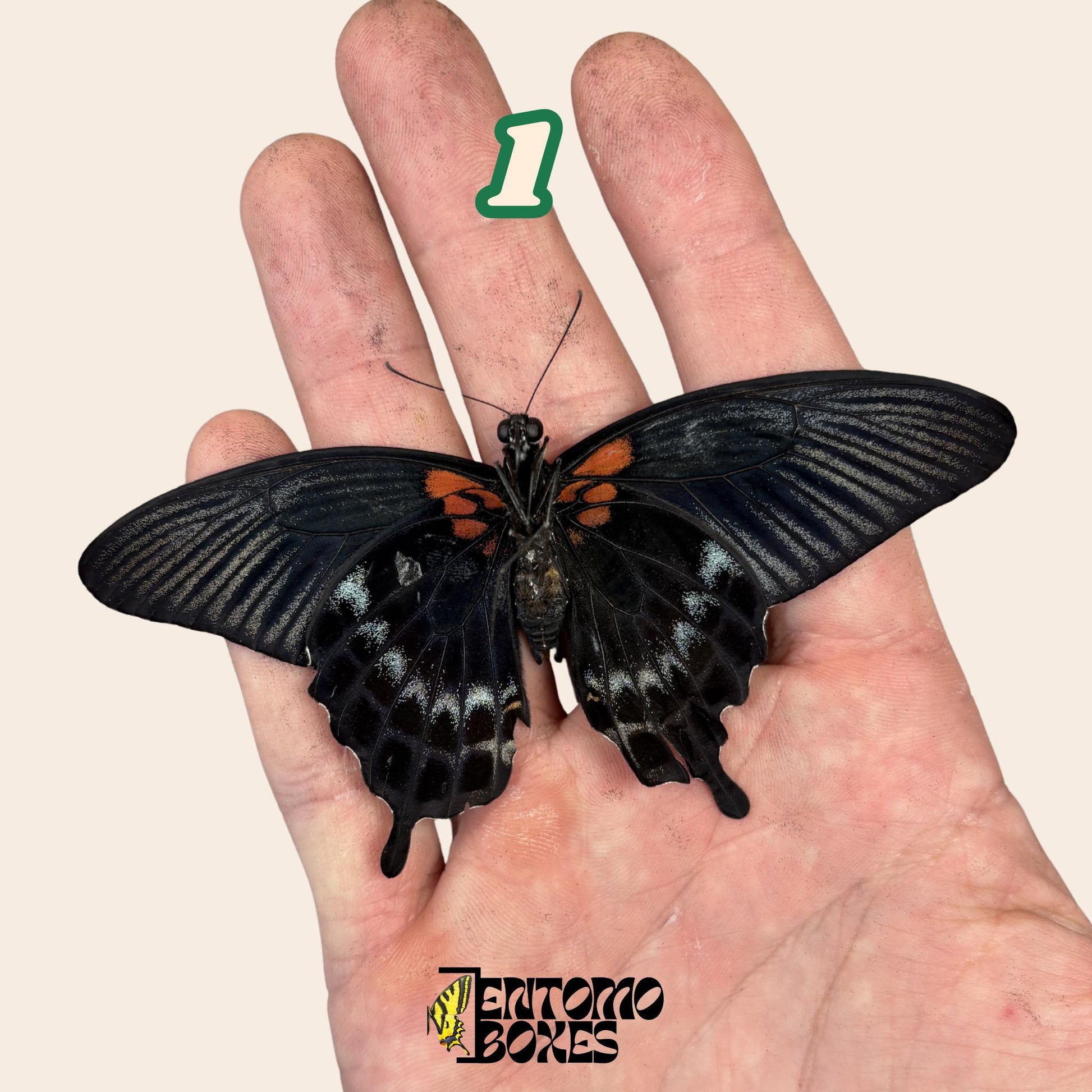 auténtico mariposa Papilio lowi: sin extender calidad A1 colorido espécimen para colección y taxidermia