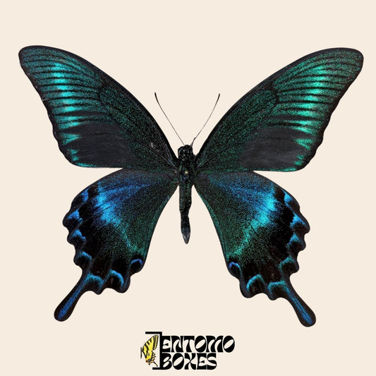 Real swallowtail Papilio maackii butterfly for Entomology Taxidermy Collection __etsy:7983857510