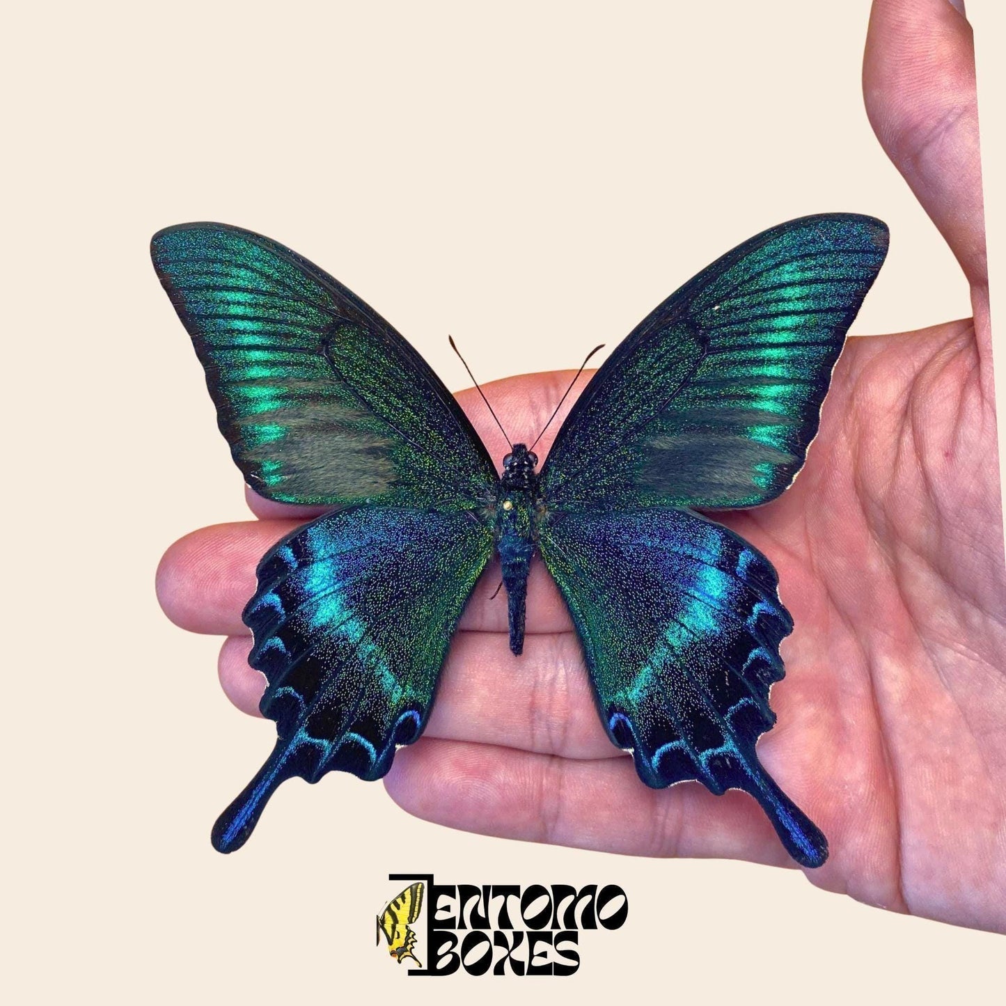 Papilio maackii pinned butterfly specimen __etsy:7983857656