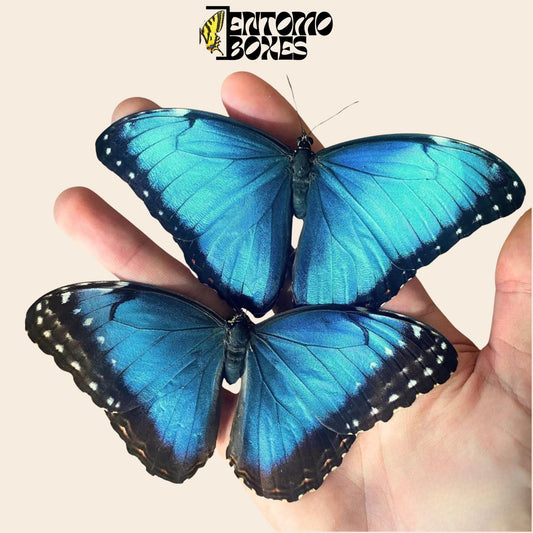 blue morpho helenor butterflies pair __etsy:7983857780