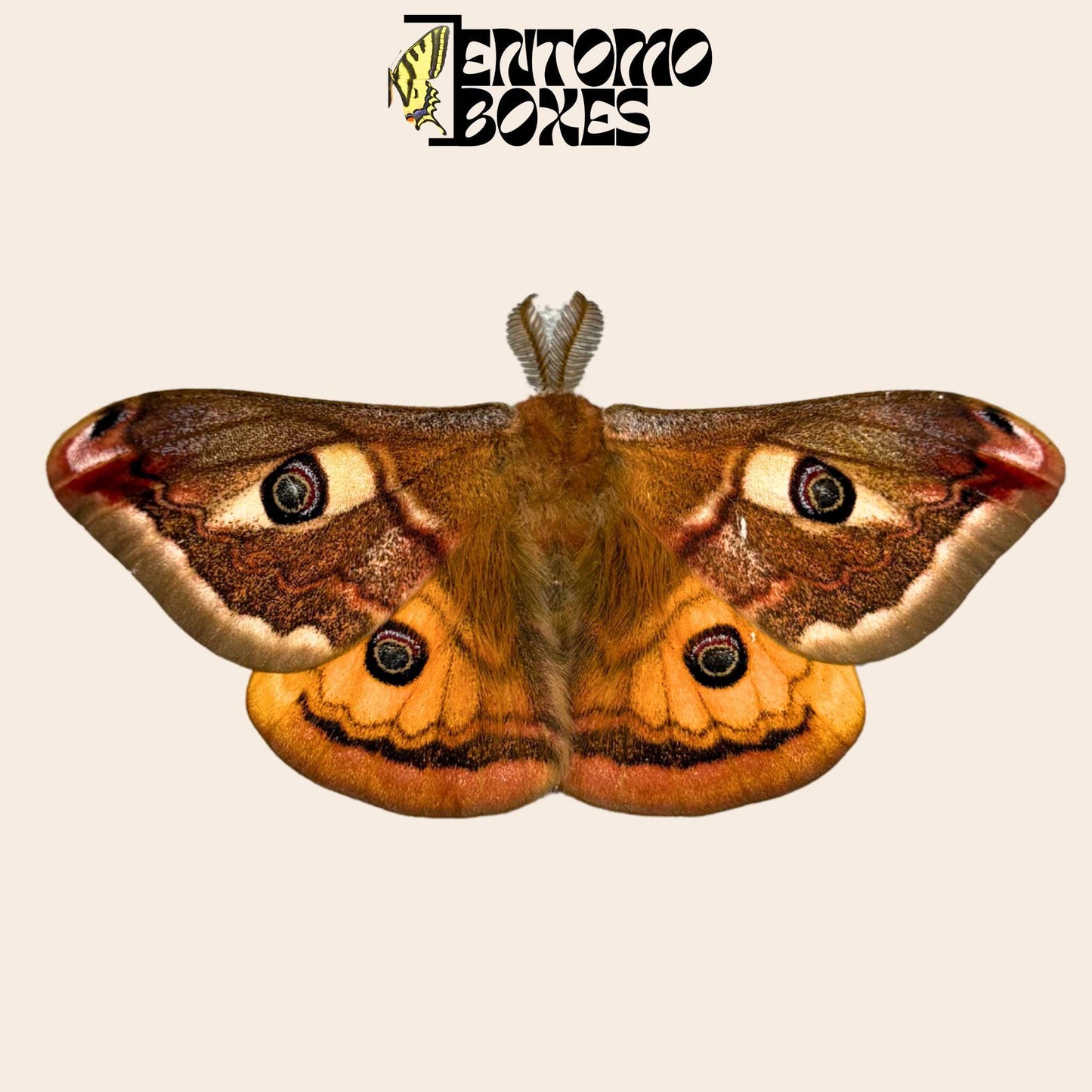 saturnia pavonia macho polilla con alas abiertas