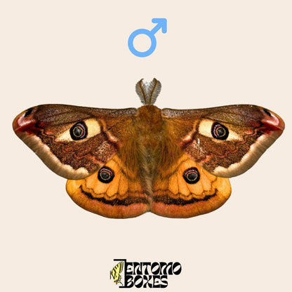 saturnia pavonia macho polilla con alas abiertas
