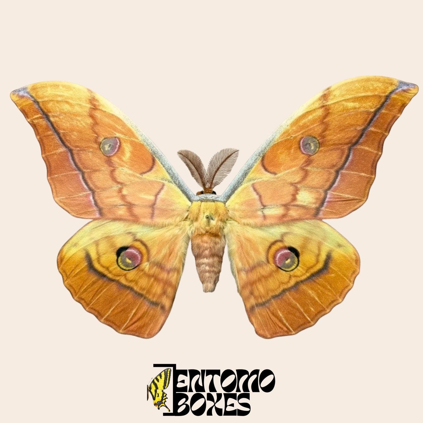 antheraea yamamai naranja extendido macho