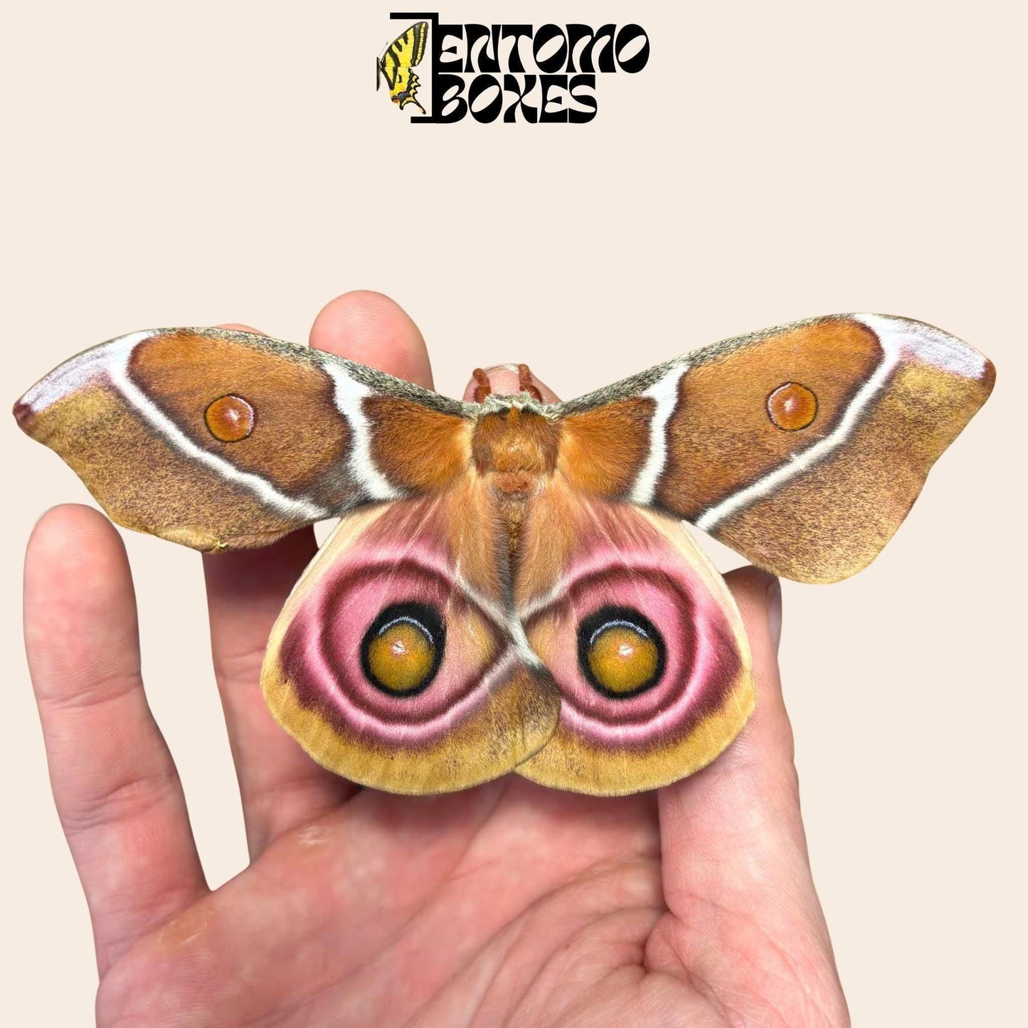 antherina suraka hembra polilla