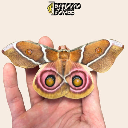 antherina suraka hembra polilla