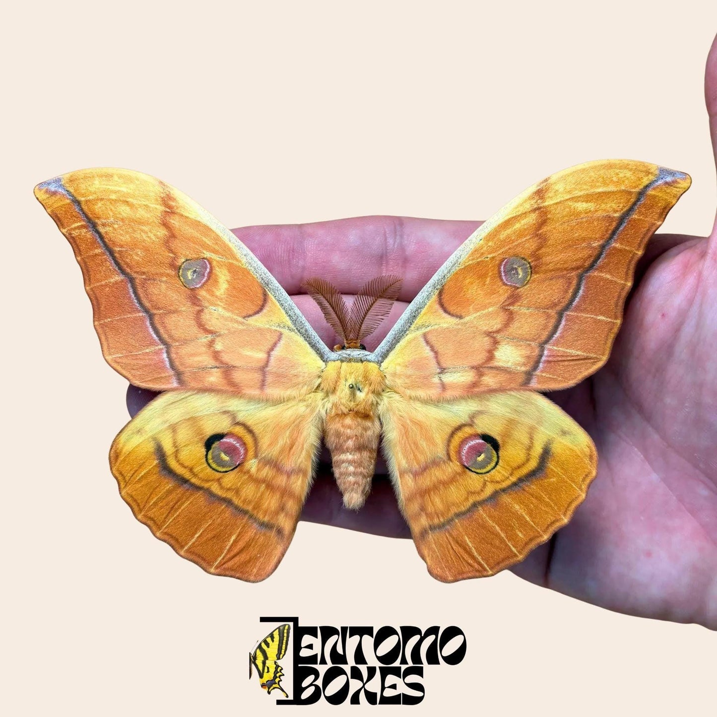 antheraea yamamai naranja extendido macho