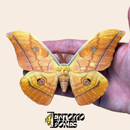 antheraea yamamai naranja extendido macho