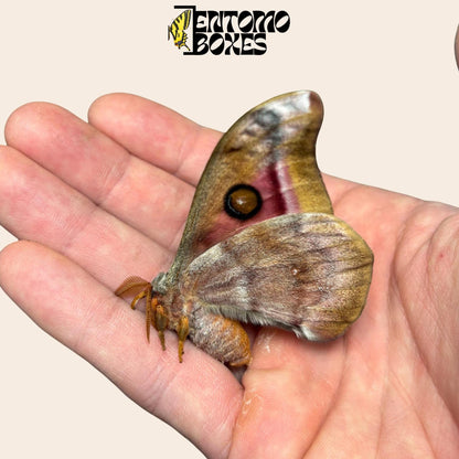 antherina suraka folded alas macho polilla