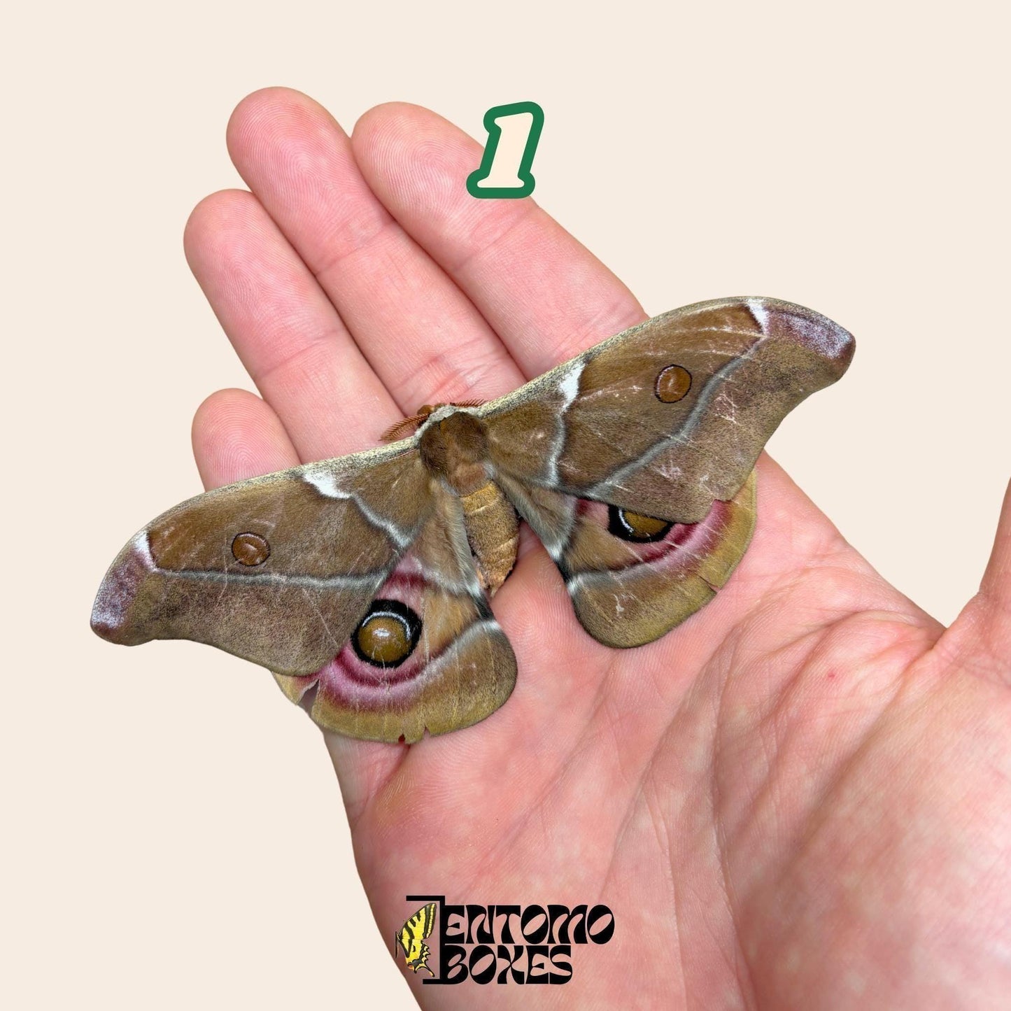 auténtico Antherina Suraka polilla espécimen, Extendido o Sin Extender, Madagascar polilla séricigena, vitrina entomológica, taxidermia insecto