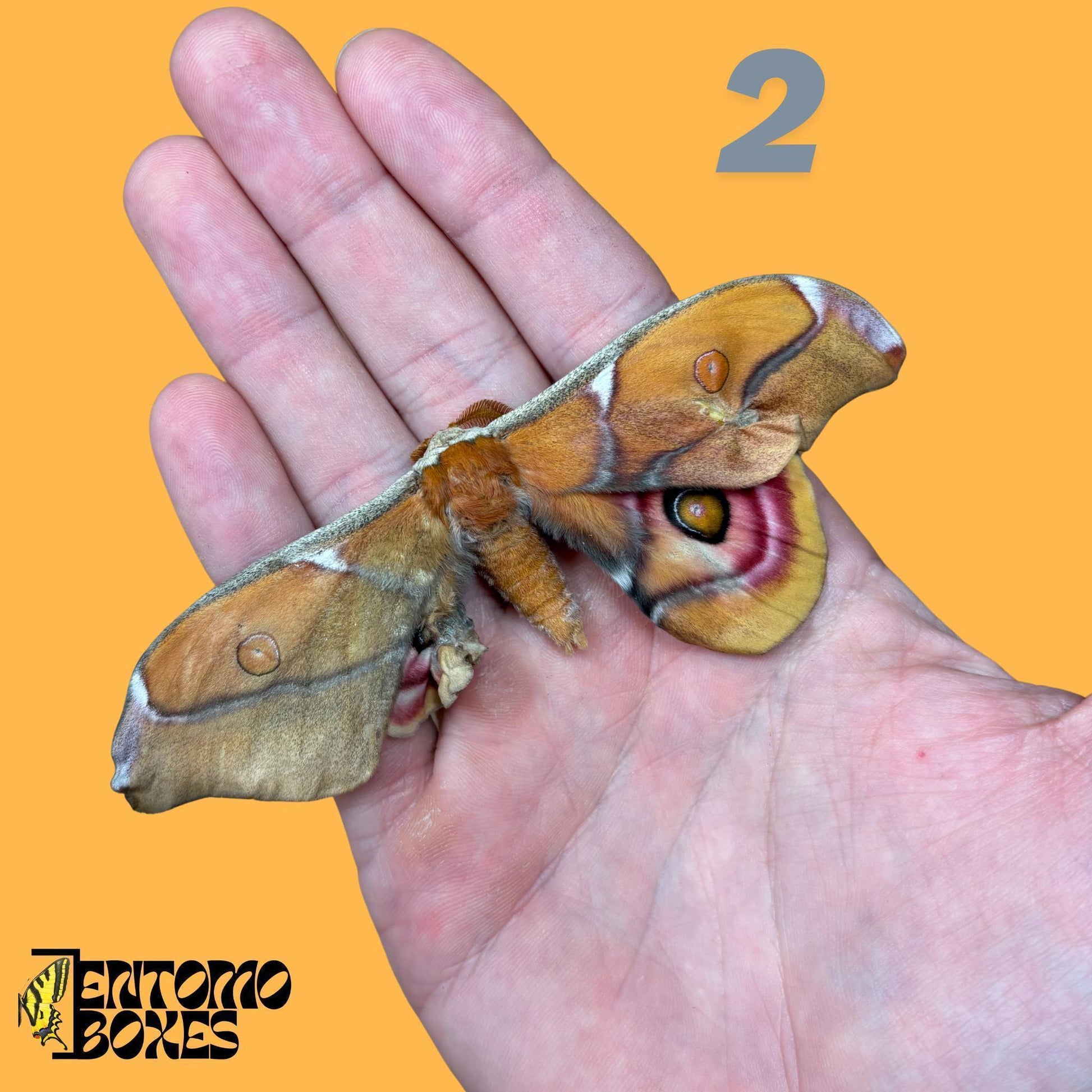 auténtico Antherina Suraka polilla espécimen, Extendido o Sin Extender, Madagascar polilla séricigena, vitrina entomológica, taxidermia insecto