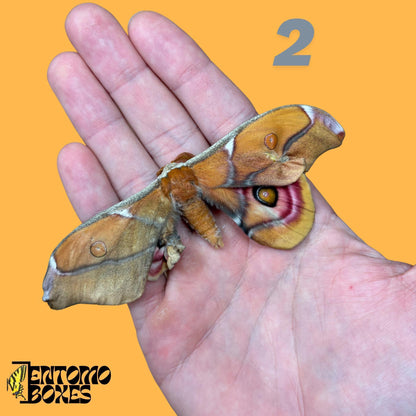 auténtico Antherina Suraka polilla espécimen, Extendido o Sin Extender, Madagascar polilla séricigena, vitrina entomológica, taxidermia insecto