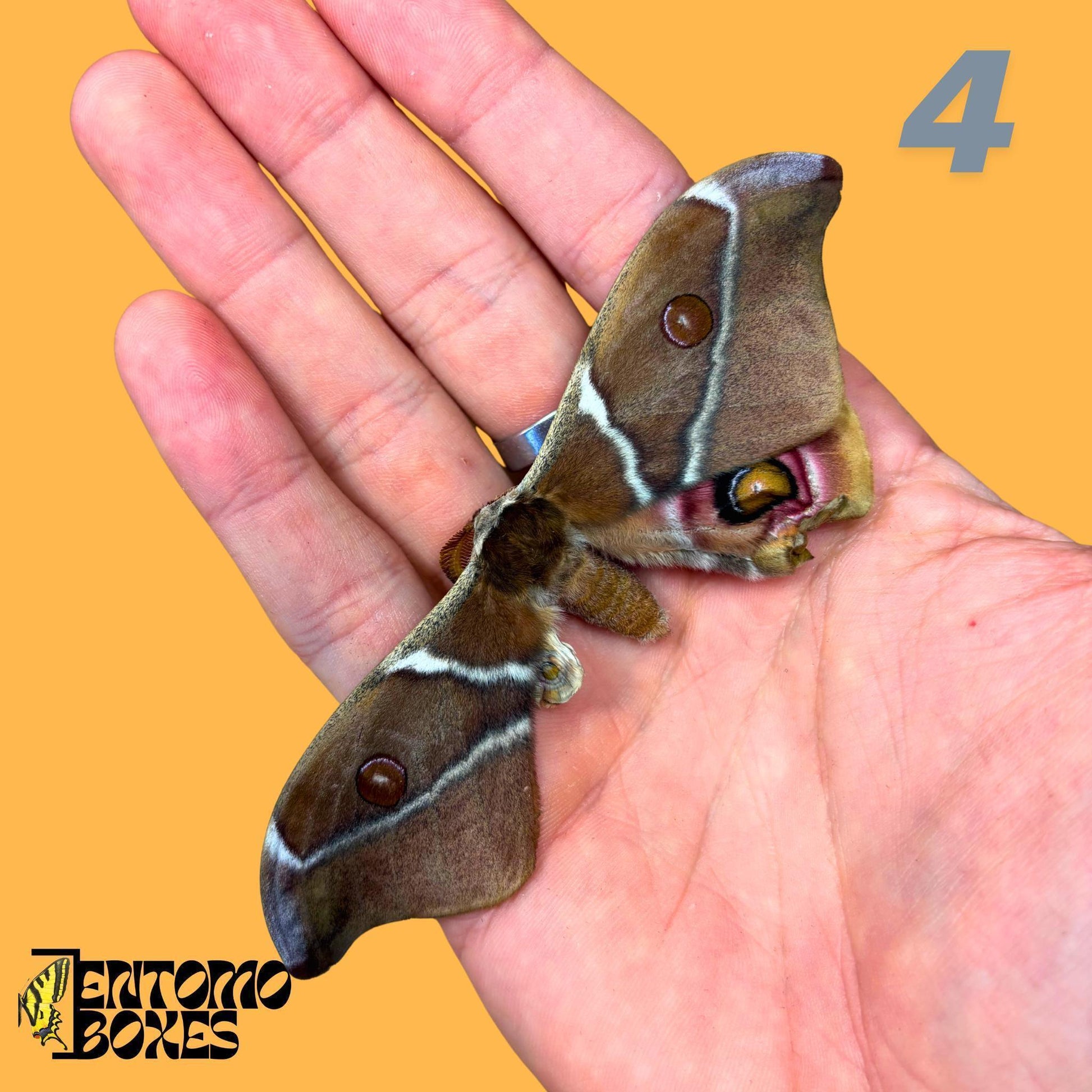 auténtico Antherina Suraka polilla espécimen, Extendido o Sin Extender, Madagascar polilla séricigena, vitrina entomológica, taxidermia insecto