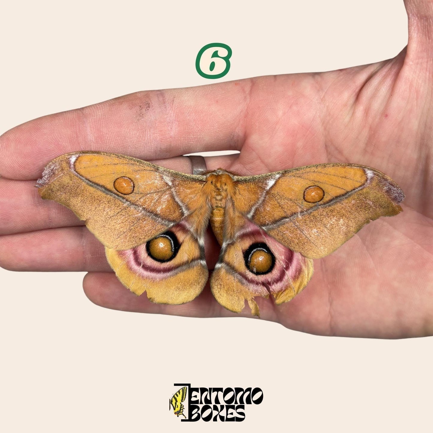 auténtico Antherina Suraka polilla espécimen, Extendido o Sin Extender, Madagascar polilla séricigena, vitrina entomológica, taxidermia insecto
