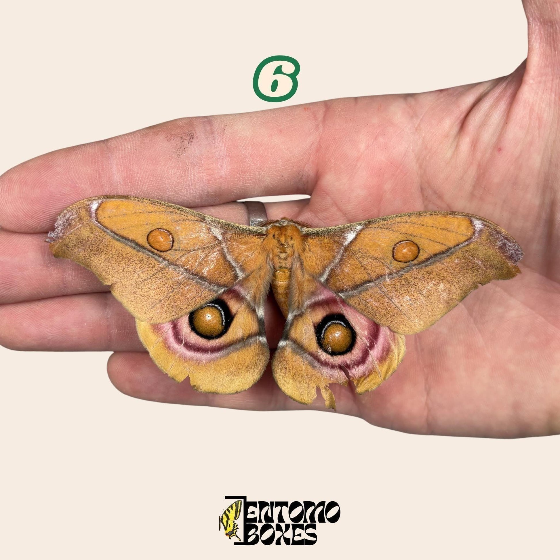 auténtico Antherina Suraka polilla espécimen, Extendido o Sin Extender, Madagascar polilla séricigena, vitrina entomológica, taxidermia insecto