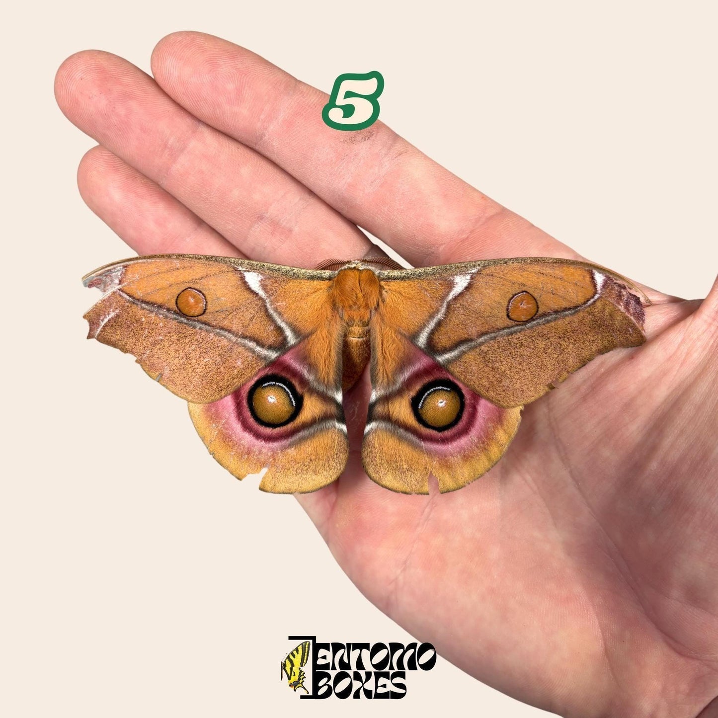 auténtico Antherina Suraka polilla espécimen, Extendido o Sin Extender, Madagascar polilla séricigena, vitrina entomológica, taxidermia insecto