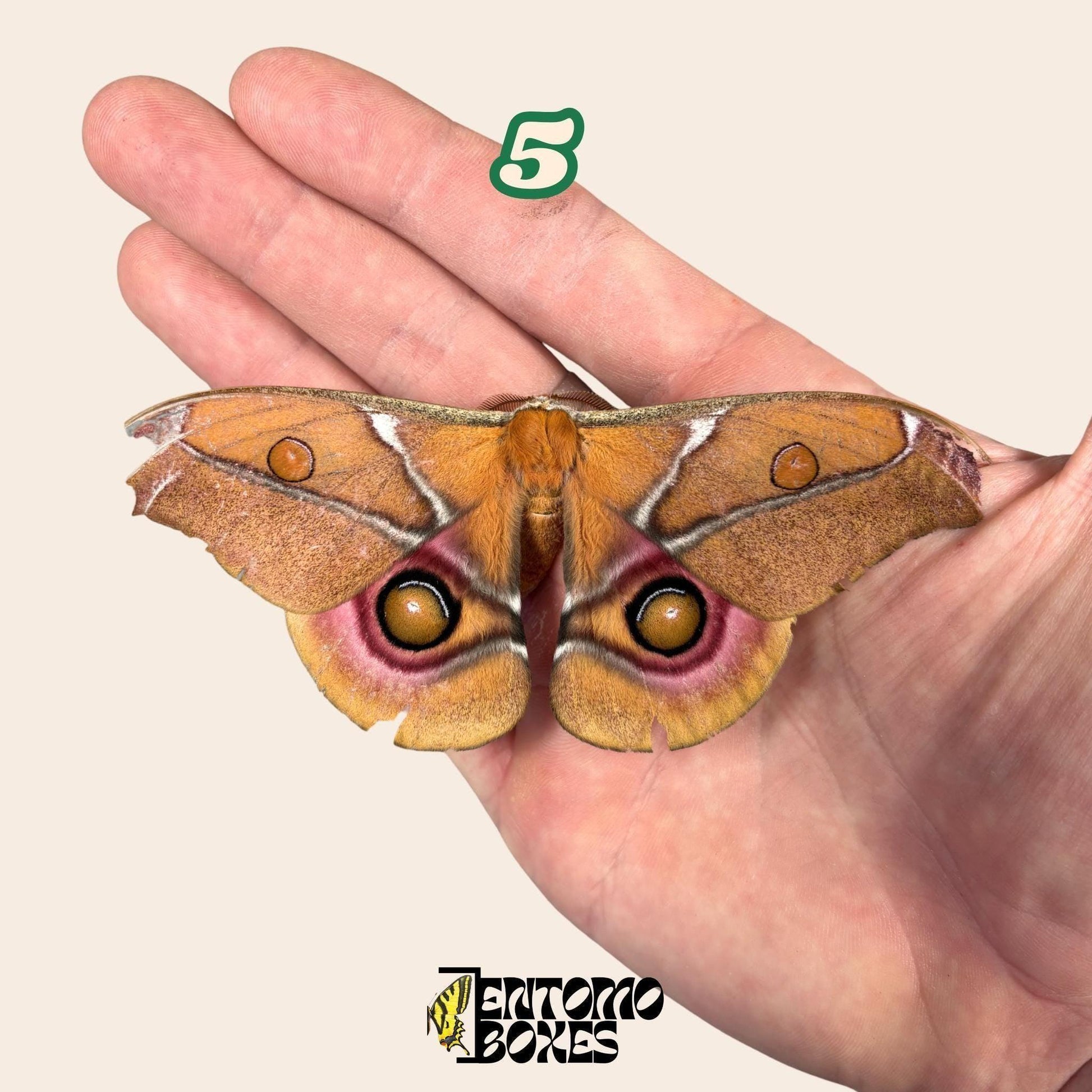 auténtico Antherina Suraka polilla espécimen, Extendido o Sin Extender, Madagascar polilla séricigena, vitrina entomológica, taxidermia insecto