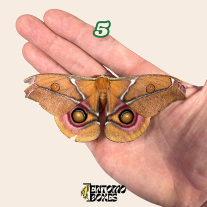 auténtico Antherina Suraka polilla espécimen, Extendido o Sin Extender, Madagascar polilla séricigena, vitrina entomológica, taxidermia insecto