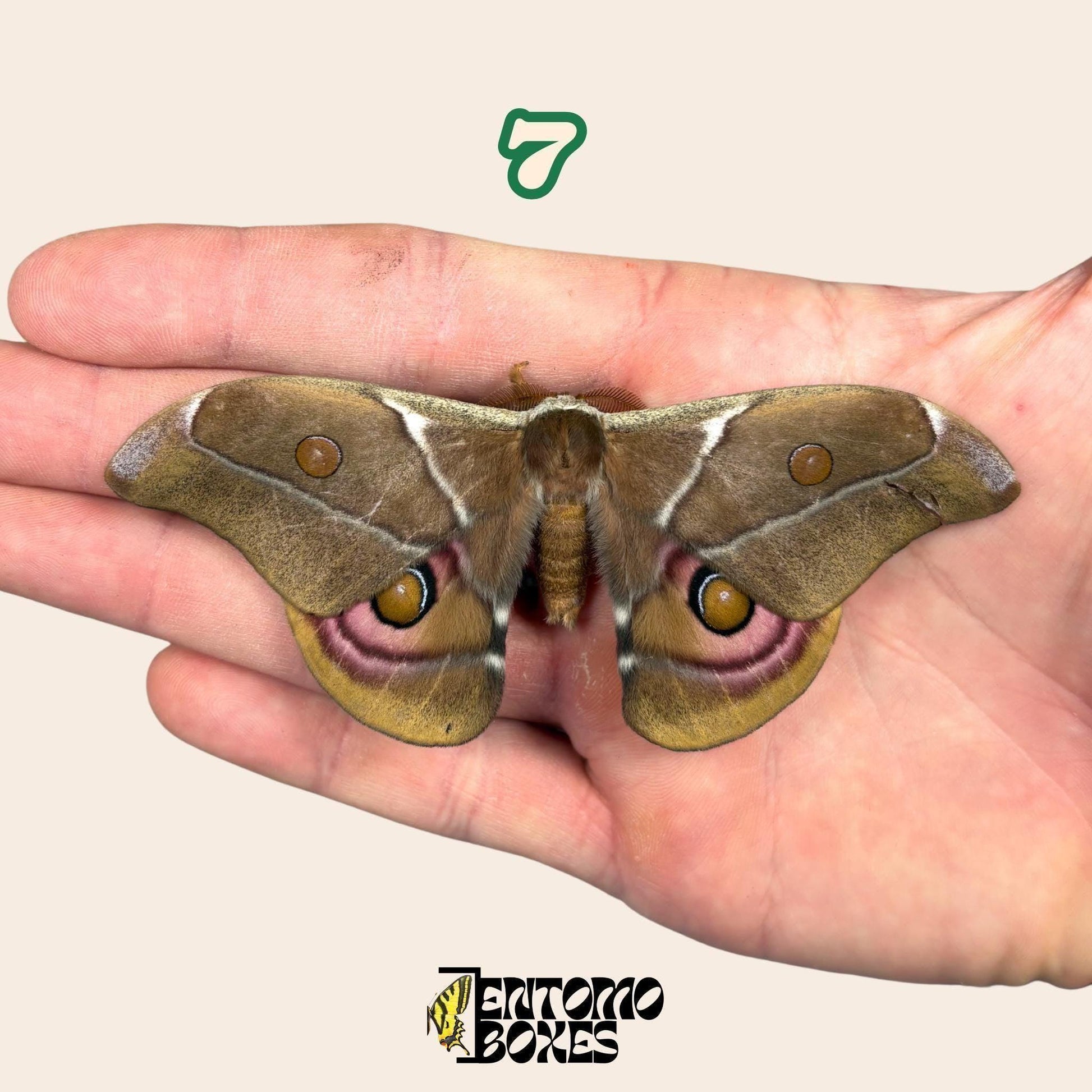 auténtico Antherina Suraka polilla espécimen, Extendido o Sin Extender, Madagascar polilla séricigena, vitrina entomológica, taxidermia insecto