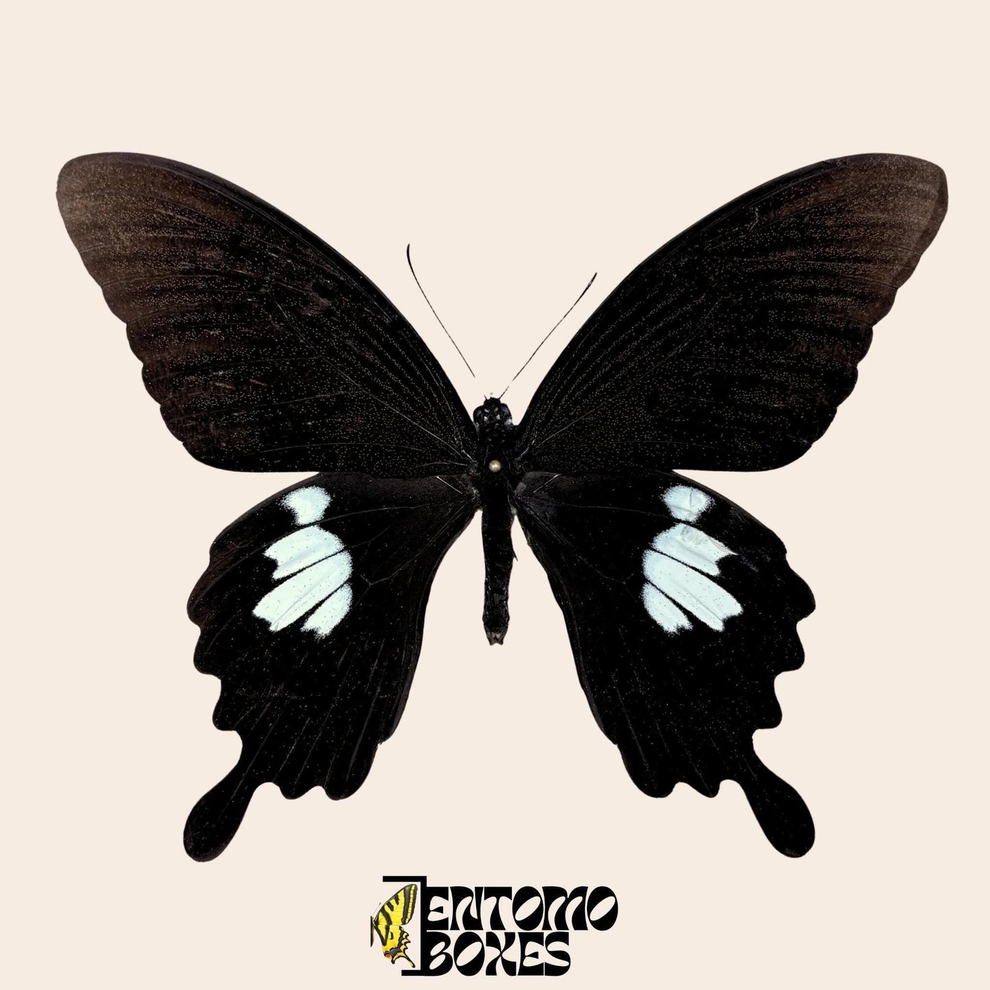 Papilio helenus mariposa sobre pin