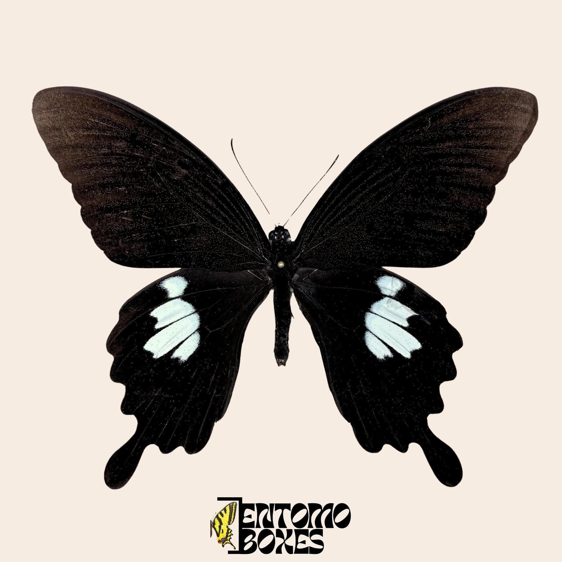 Papilio helenus mariposa sobre pin