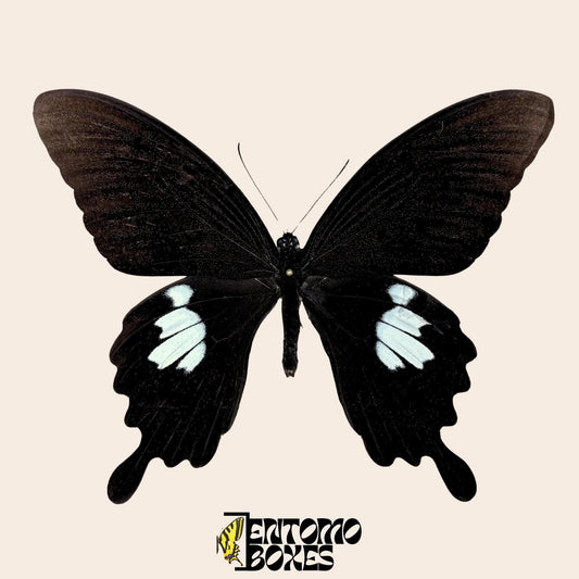 Papilio helenus mariposa sobre pin