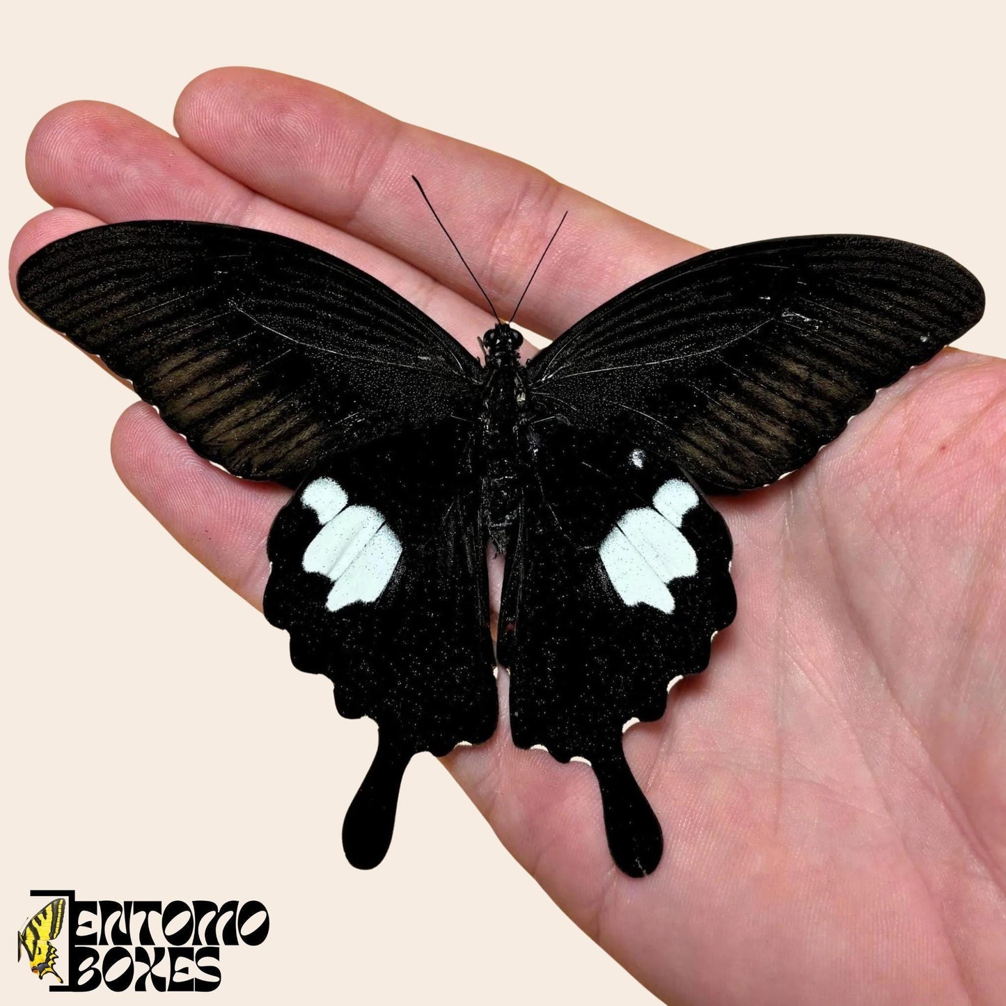 Papilio helenus Papilio helenus espécimen extendido, alas oscuras con manchas rojas y blancas en alas posteriores