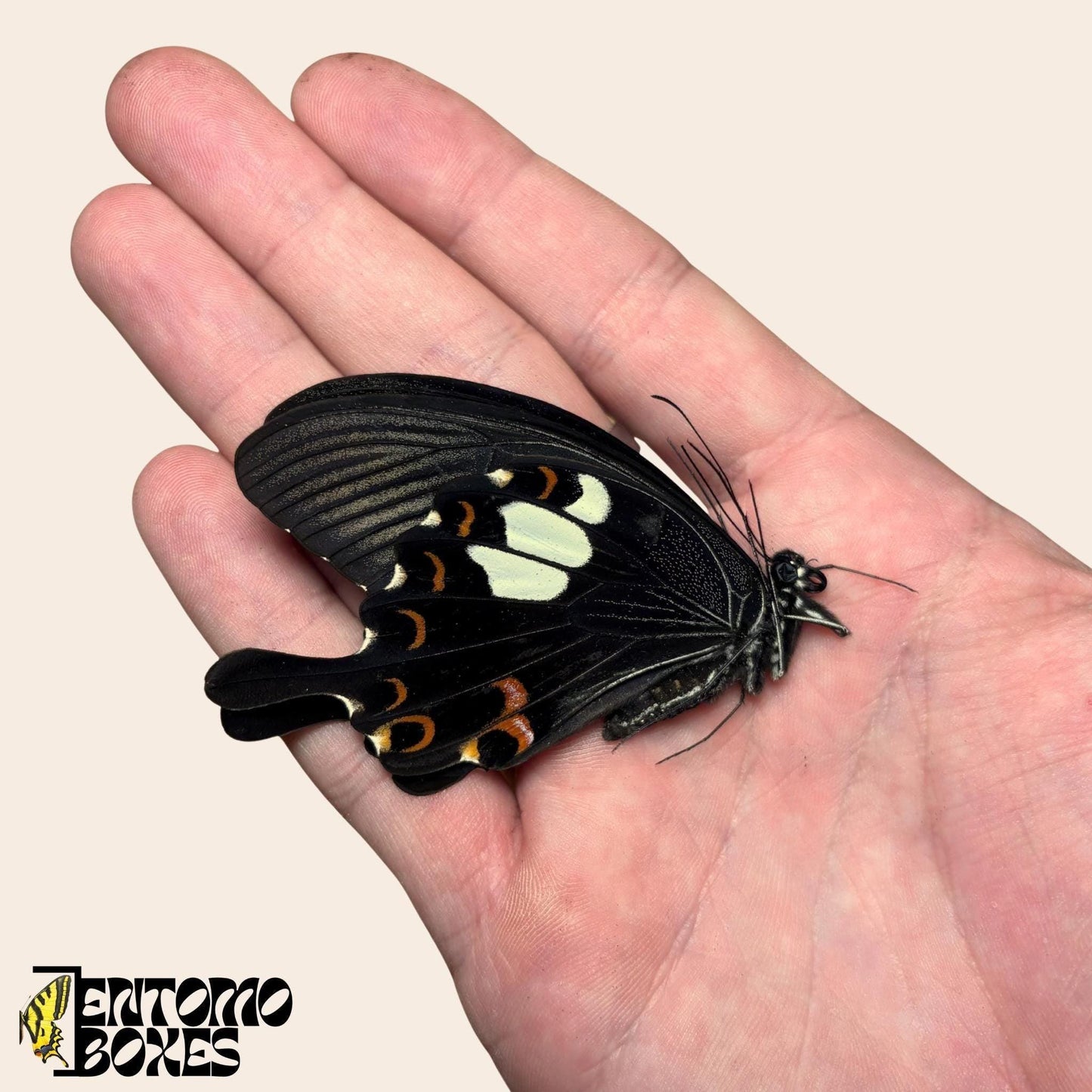 Papilio helenus mariposa con alas cerradas sobre hand