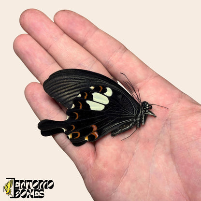 Papilio helenus mariposa con alas cerradas sobre hand