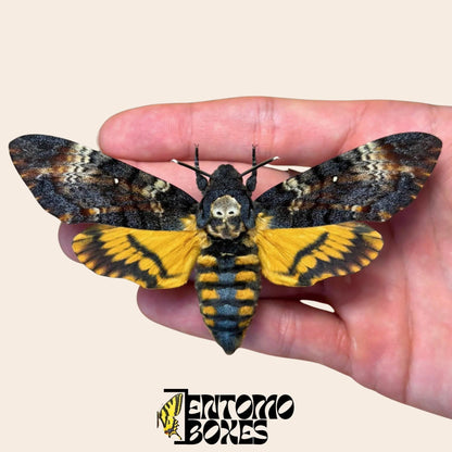 acherontia atropos extendido hembra polilla