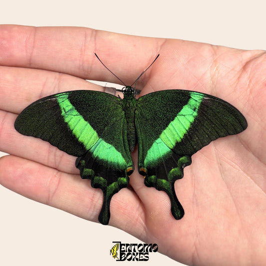 papilio palinurus sin extender en papel espécimen