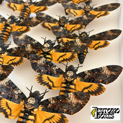 acherontia atropos deaths head hawkmoths in entomología box