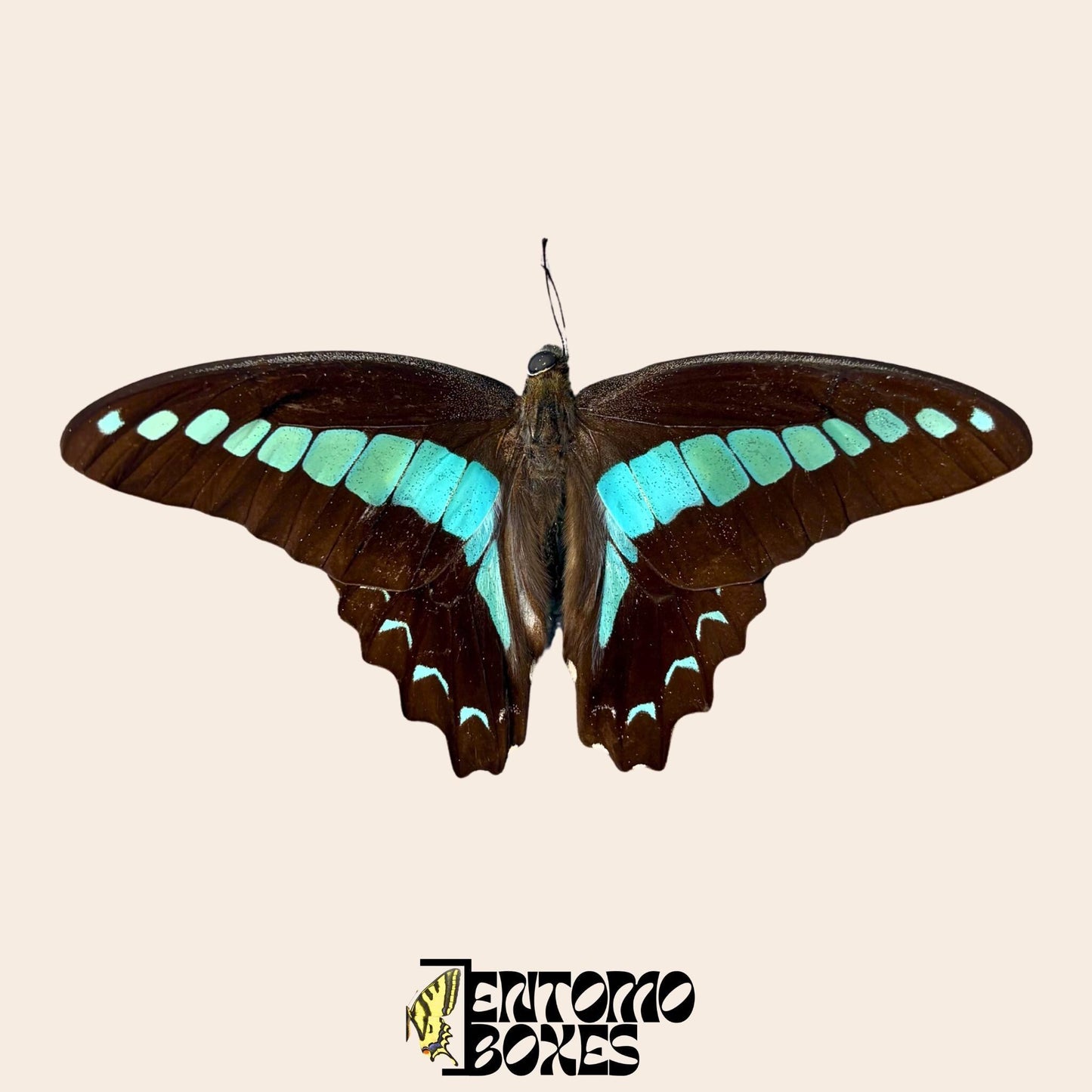 graphium saperdon espécimen con alas abiertas