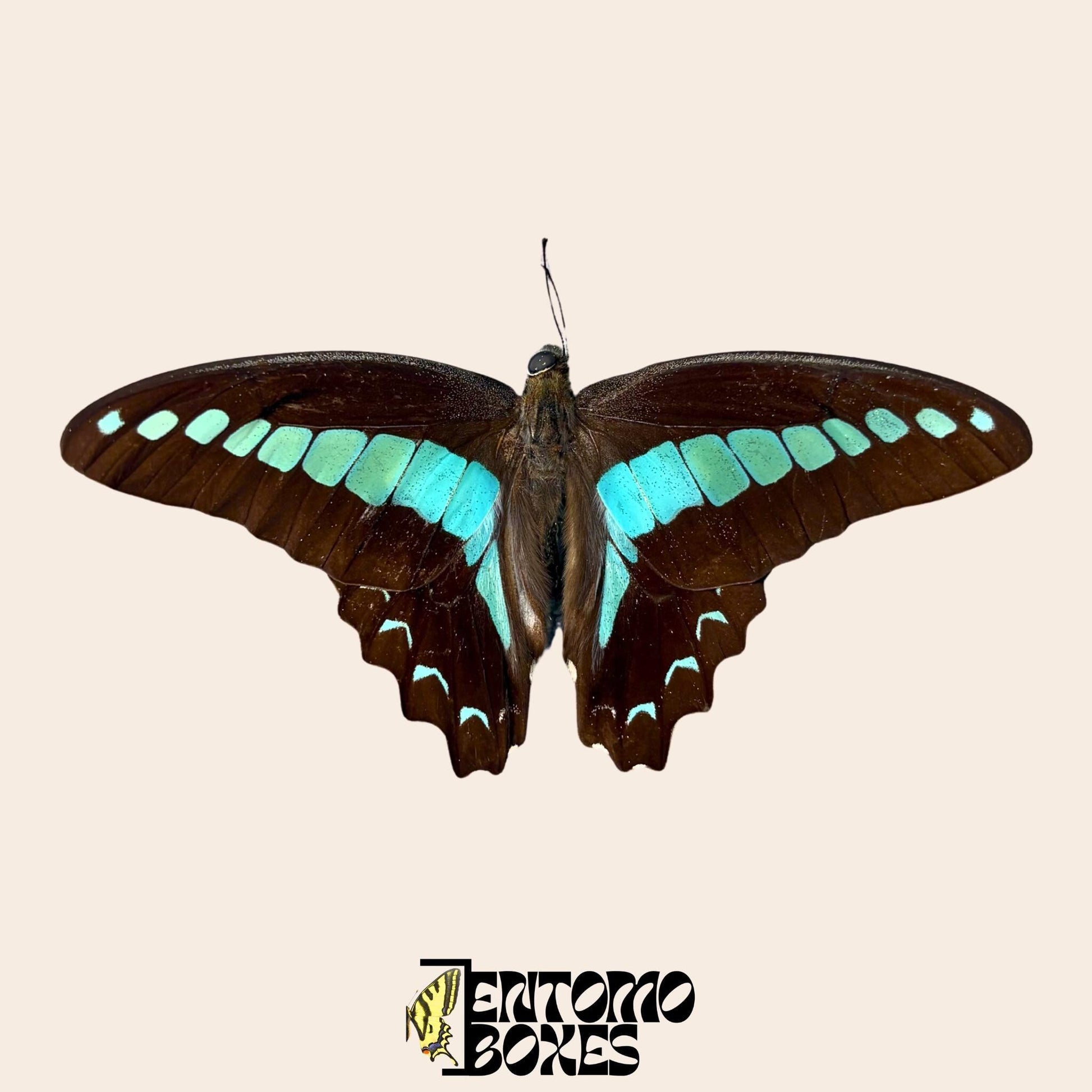 graphium saperdon espécimen con alas abiertas