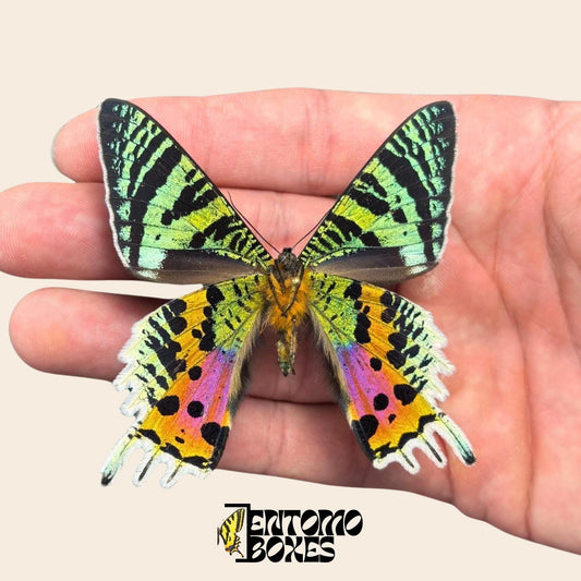 urania ripheus pinned moth (etsy image id: 7997016160)