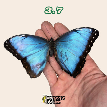 Real Blue Morpho Butterfly: B-Grade defected Dry Specimen for Taxidermy Repair (etsy image id: 7997017352)
