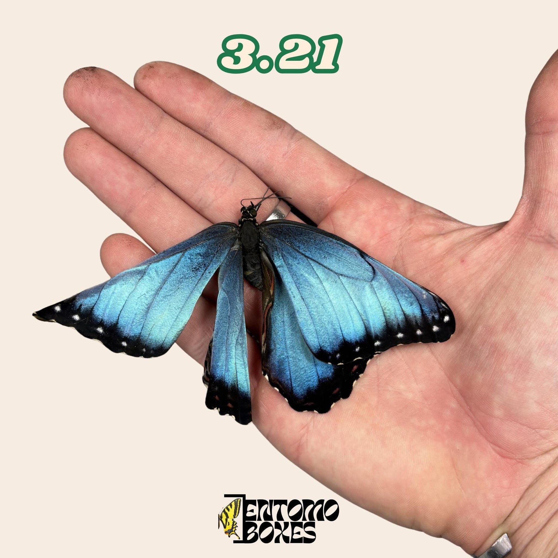 auténtico azul Morpho mariposa: espécimen seco defectuoso B-calidad para reparación taxidérmica