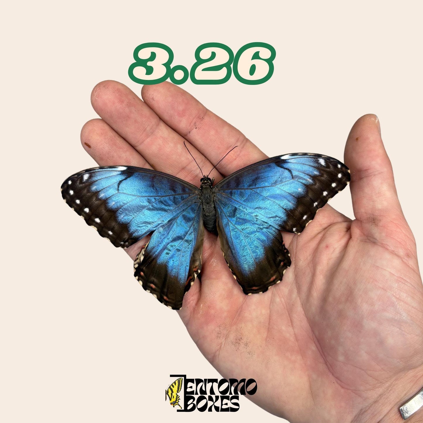 azul Morpho mariposa No.3.26 sostenido en mano mostrando gran envergadura, procedente de forma sostenible de EntomoBoxes