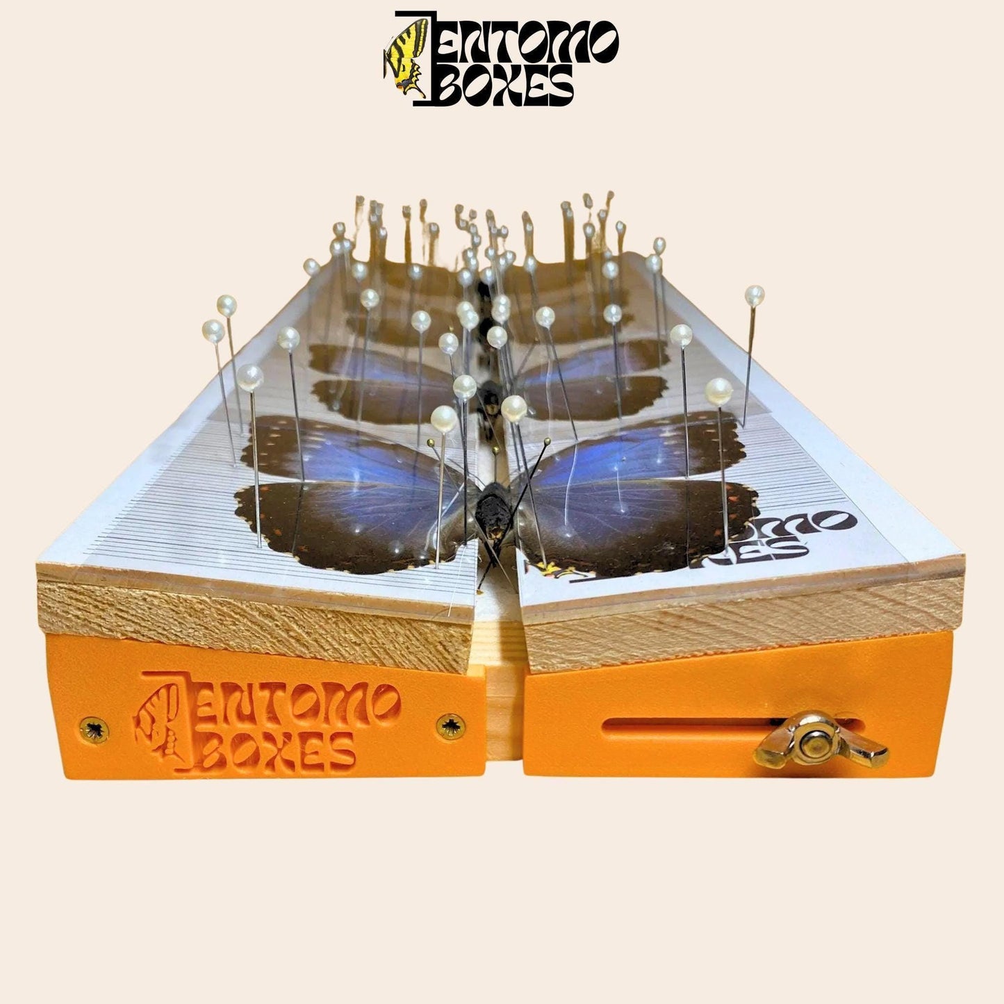 tablero de extensión para mariposas ajustable de EntomoBoxes con azul morpho mariposas sobre it