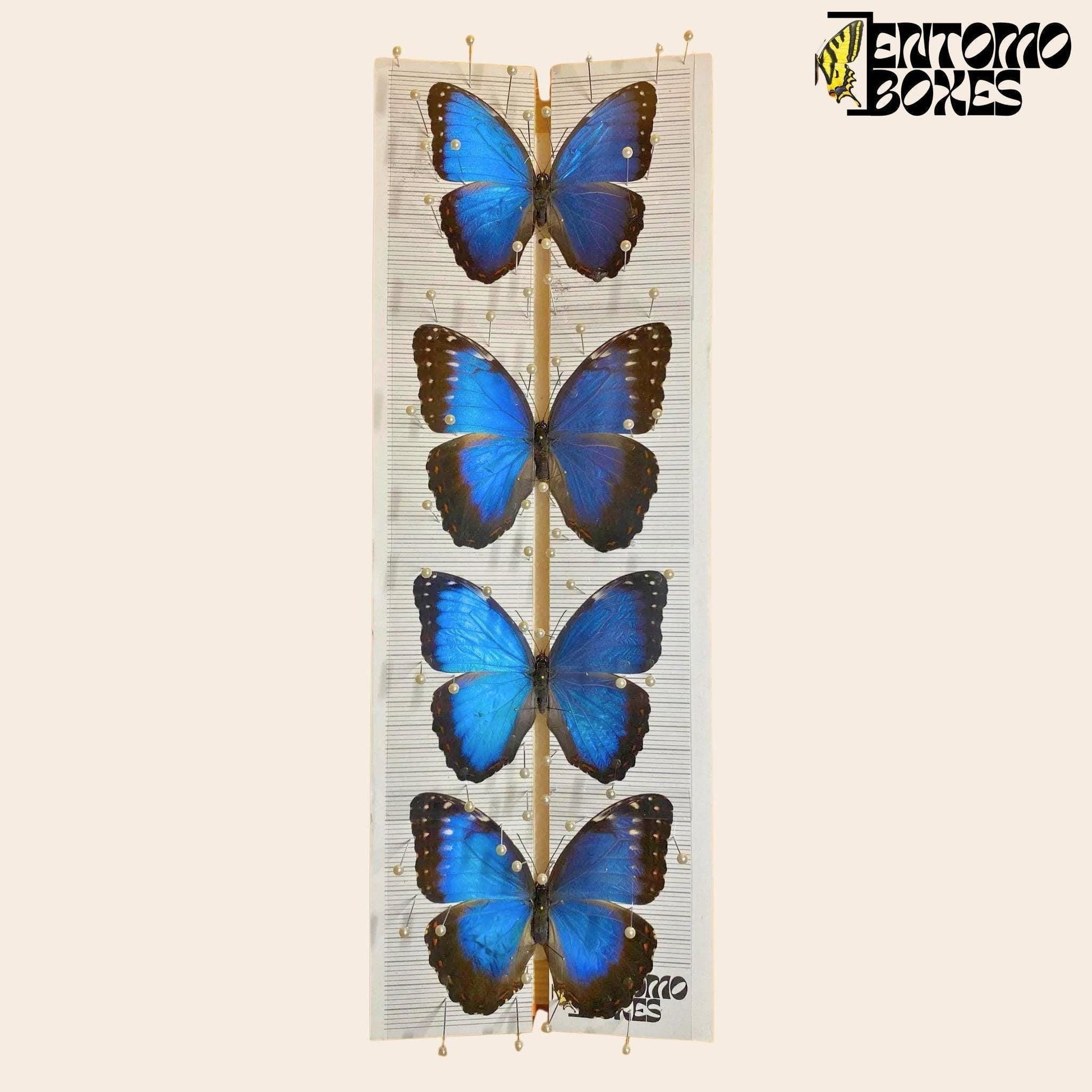 tablero de extensión para mariposas ajustable de EntomoBoxes con azul morpho mariposas sobre it