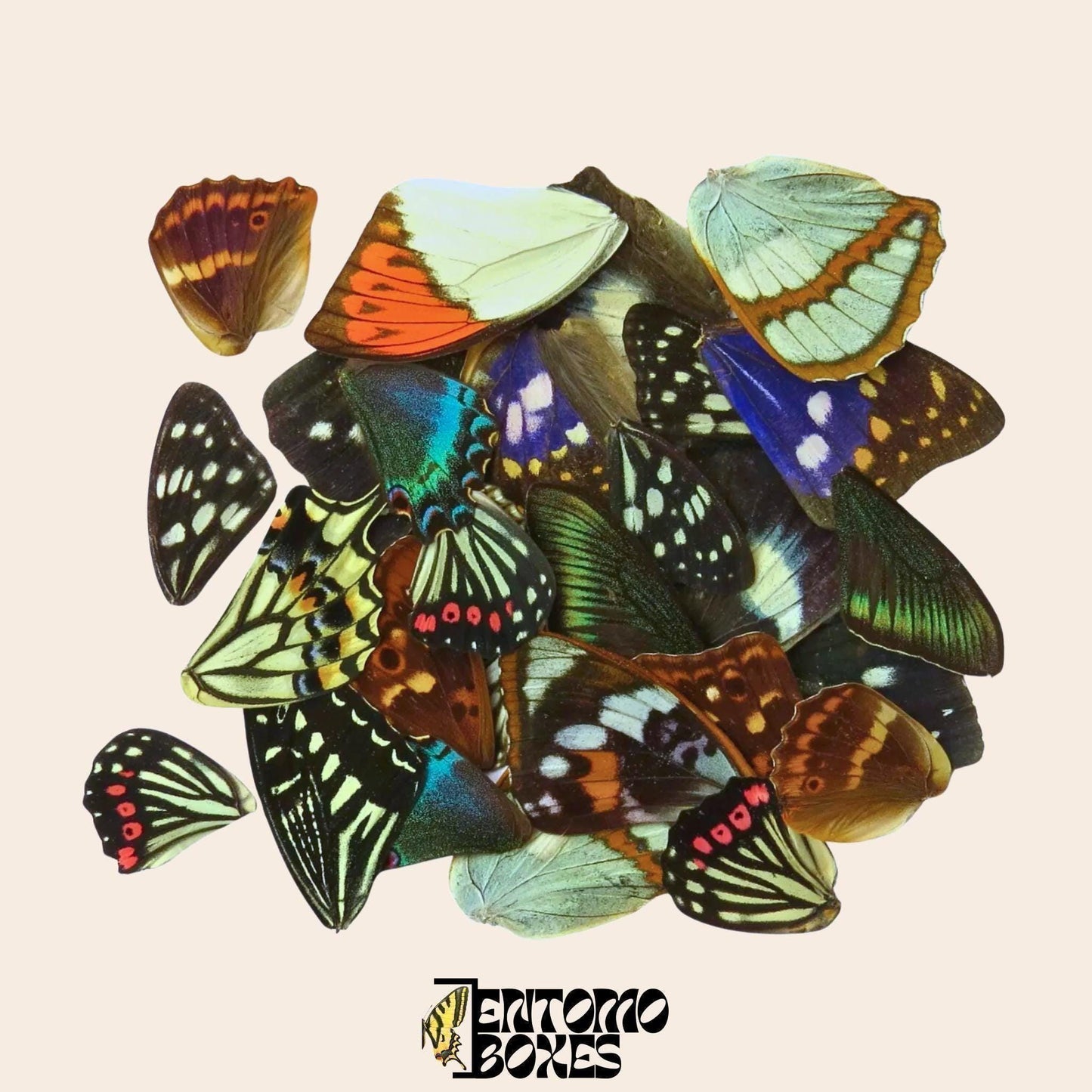 mix de auténtico mariposa alas