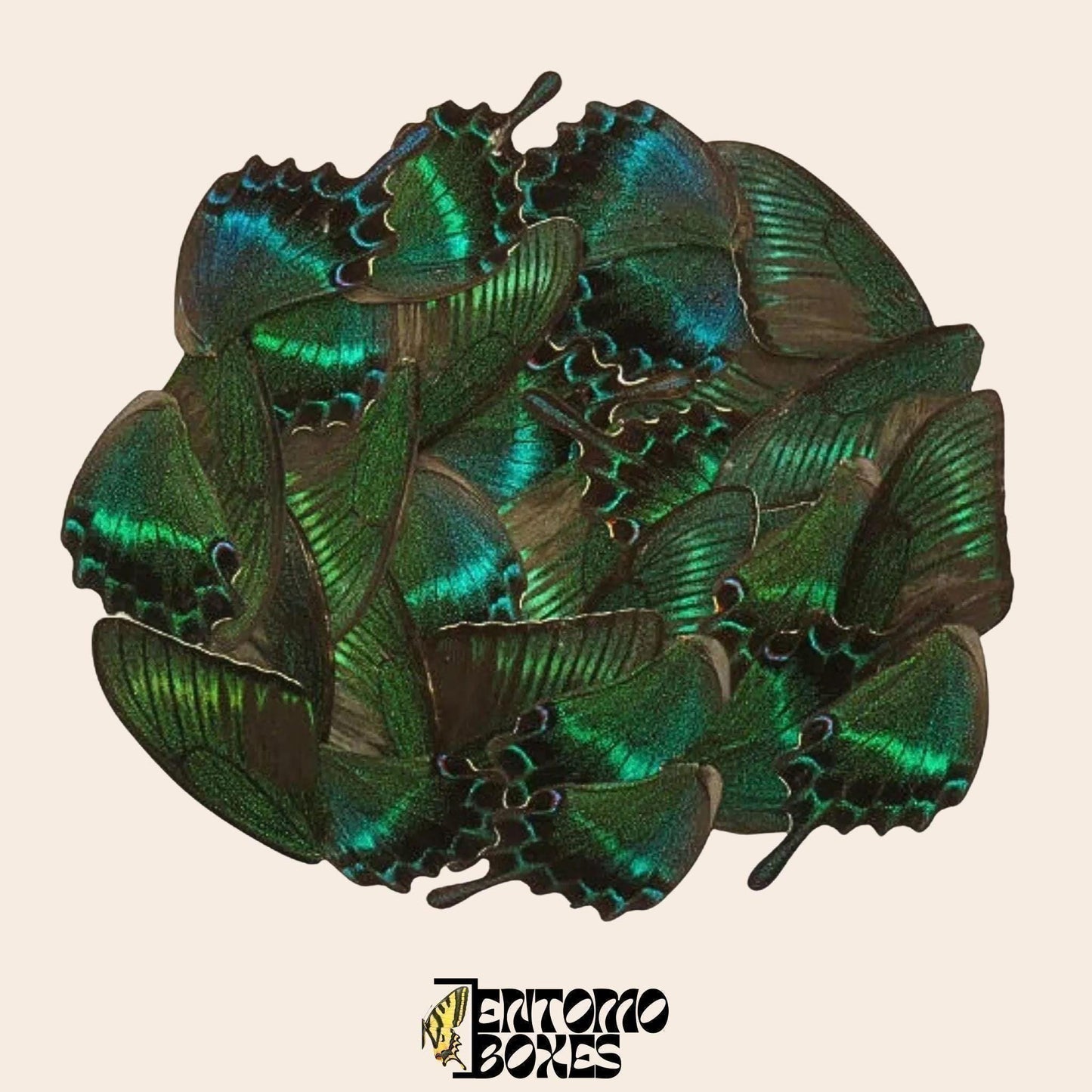 papilio maackii auténtico alas