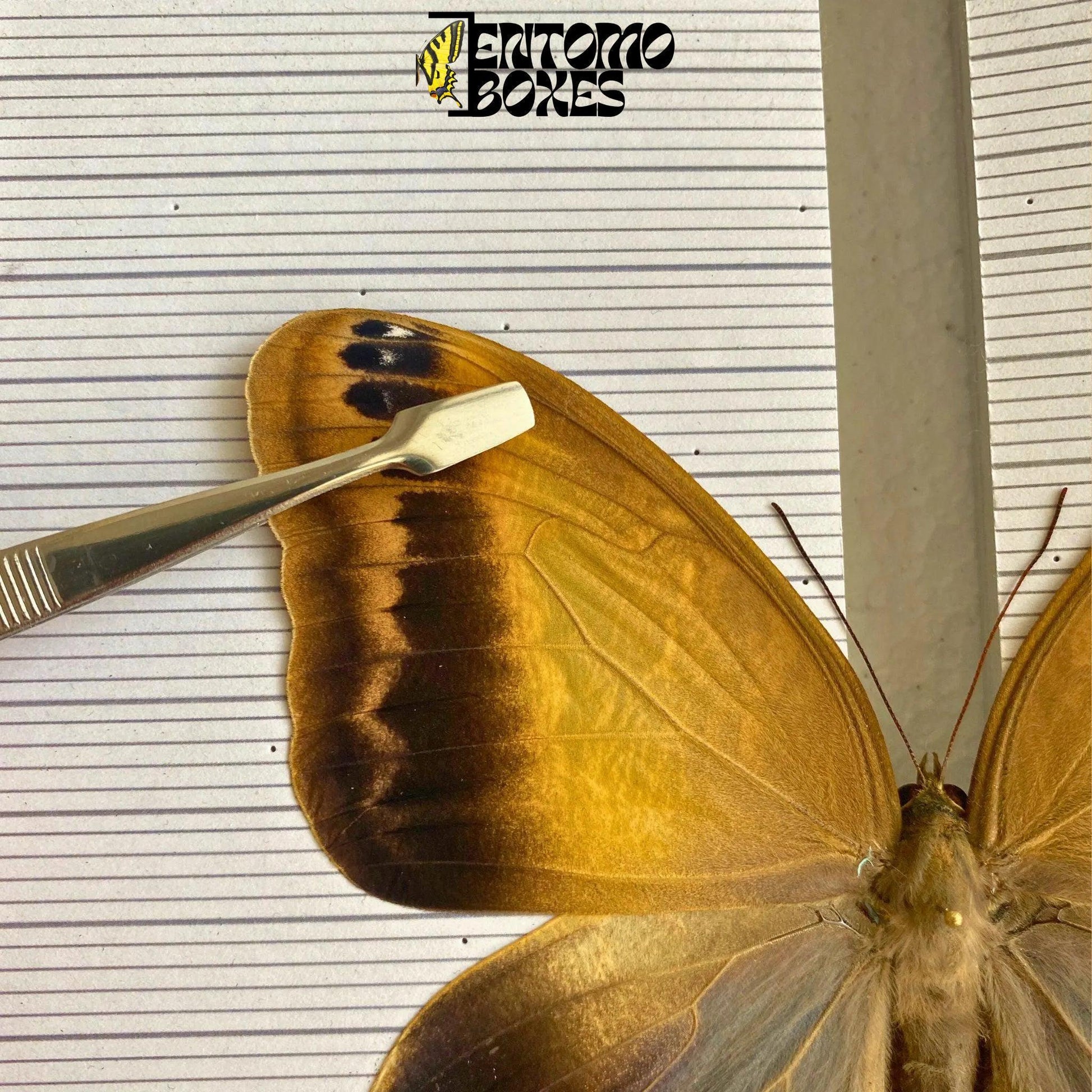 pinzas entomológicas de punta plana para pinning mariposas