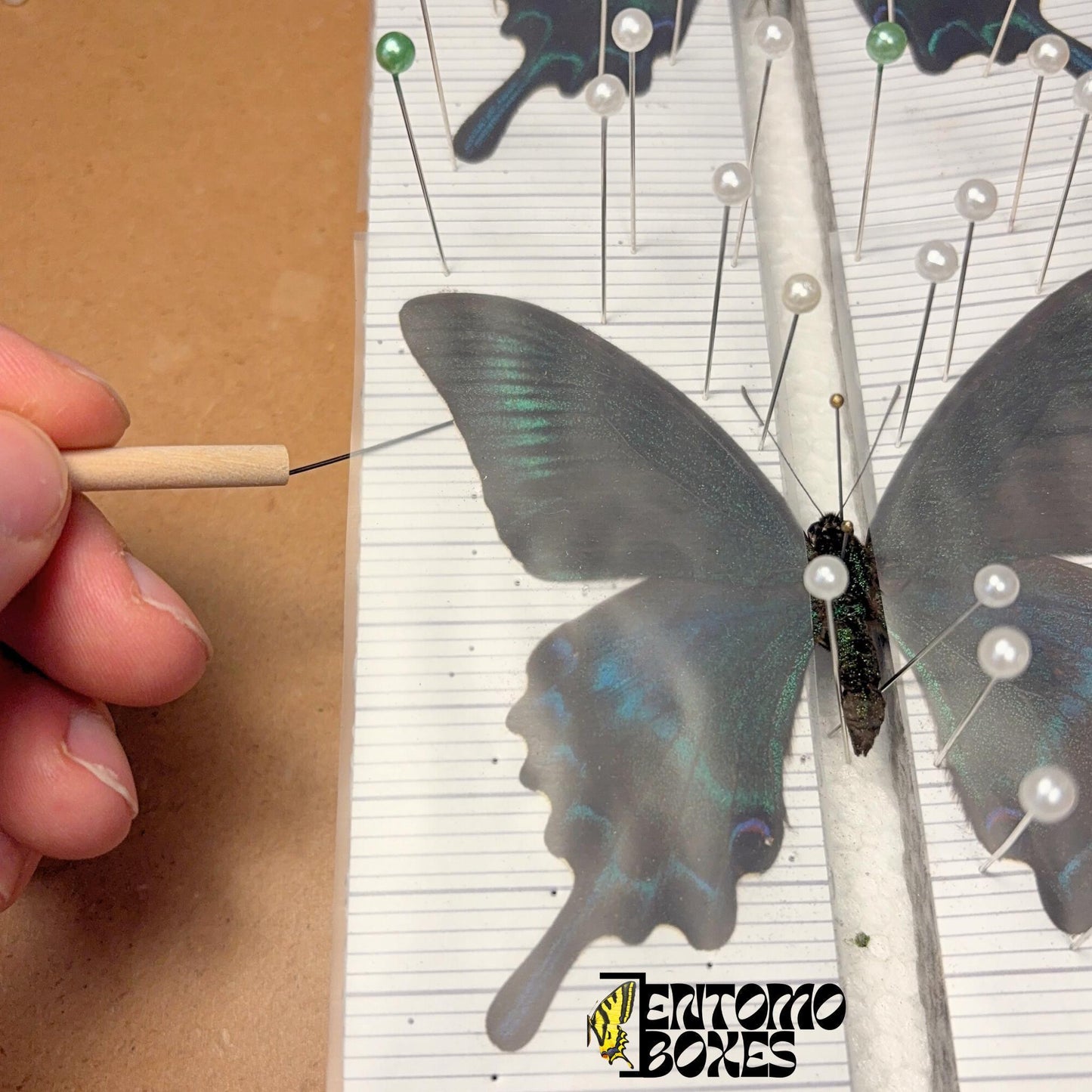 insect pinning tool for moving wings (etsy image id: 8008512234)