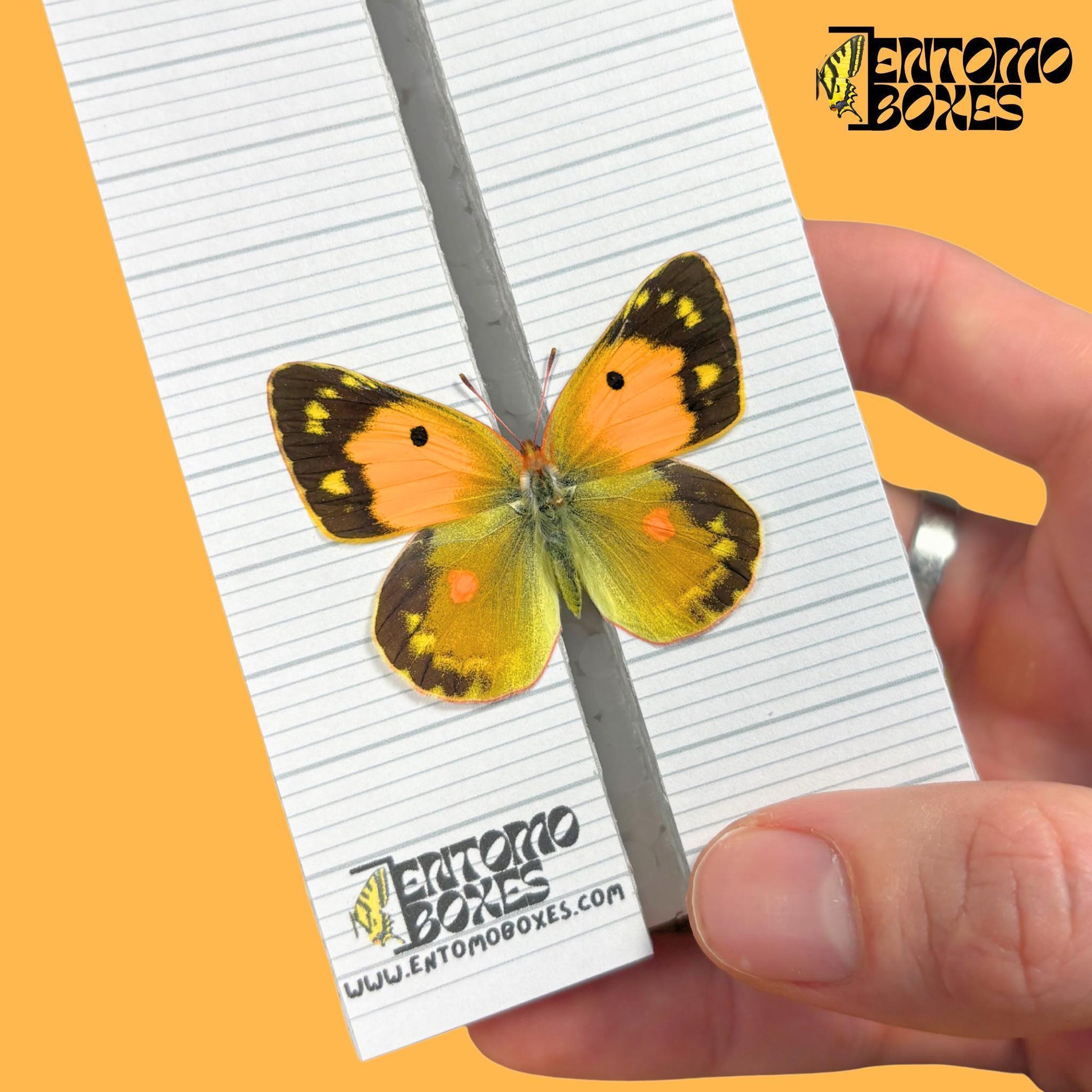 colias butterfly on entomoboxes butterfly pinning board (etsy image id: 8008512820)
