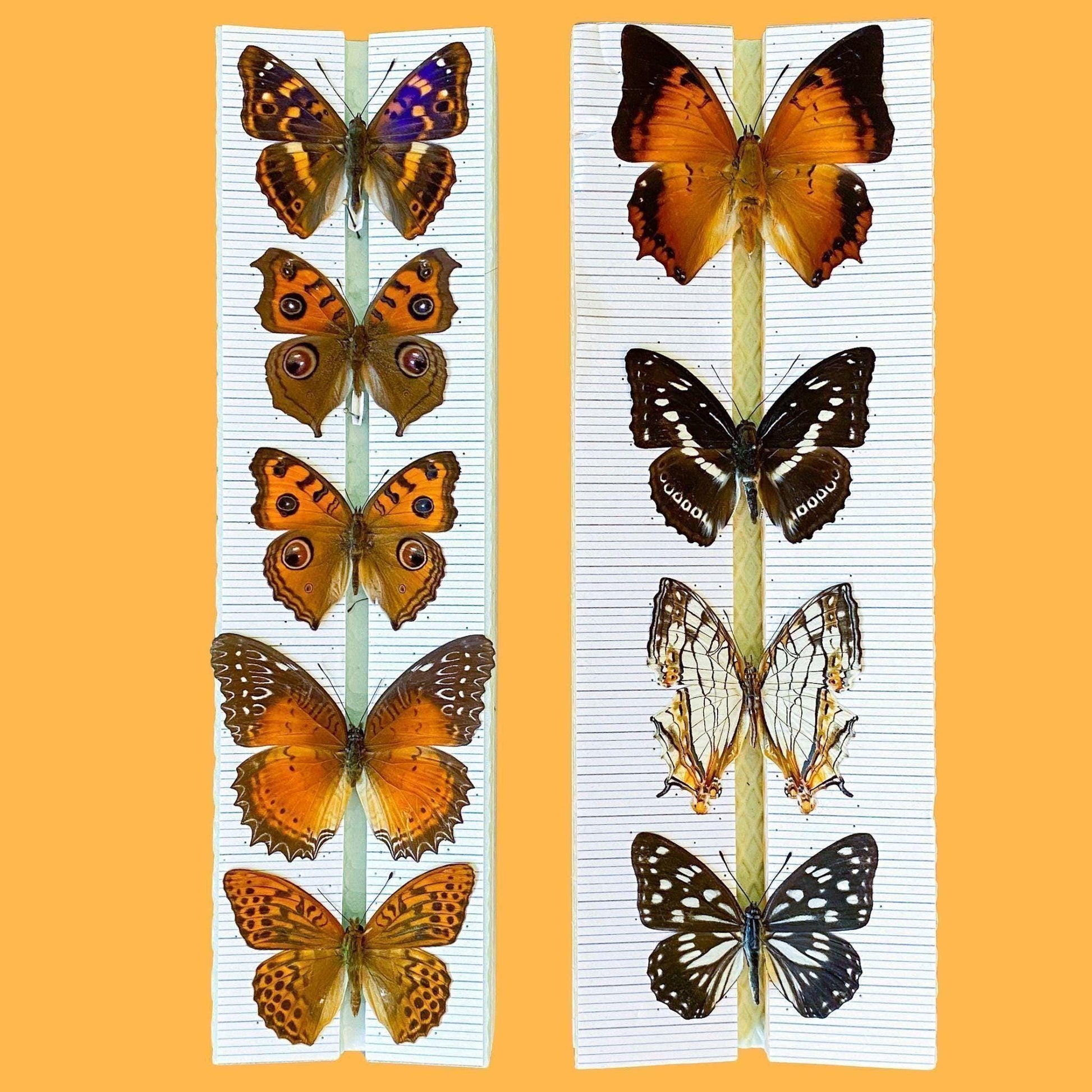 tropical mariposas sobre EntomoBoxes tableros de extensión