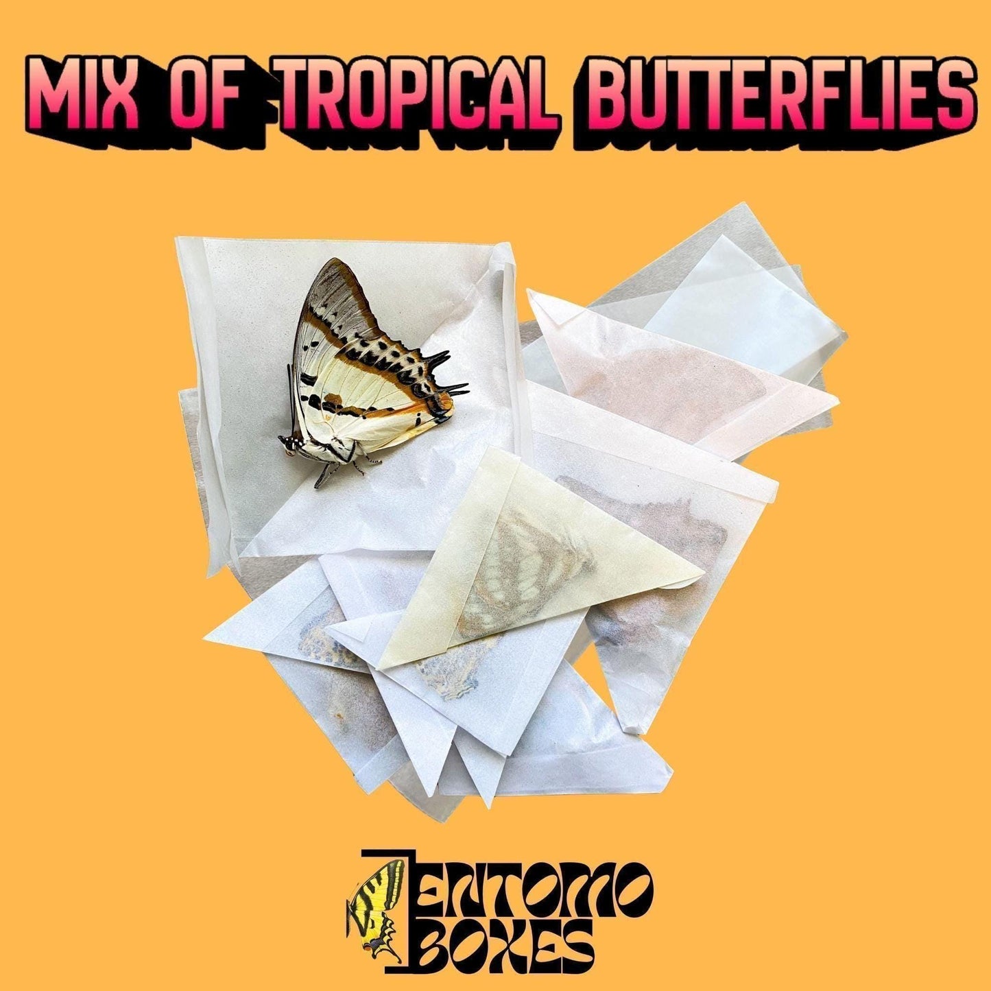 mariposa pinning kitdry tropical mariposas in bolsas de papel