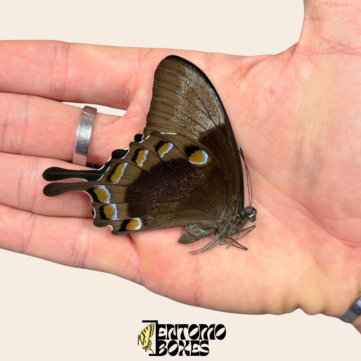 papilio ulysses dry papered specimen on hand (etsy image id: 8014215092)