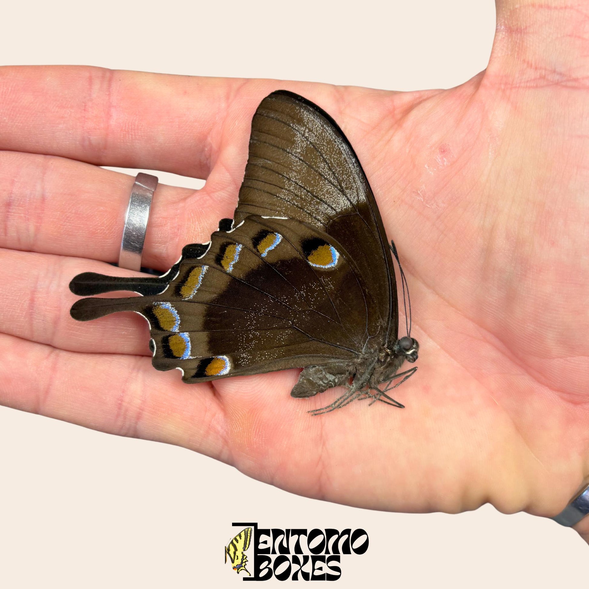 papilio ulysses dry papered specimen on hand (etsy image id: 8014215092)