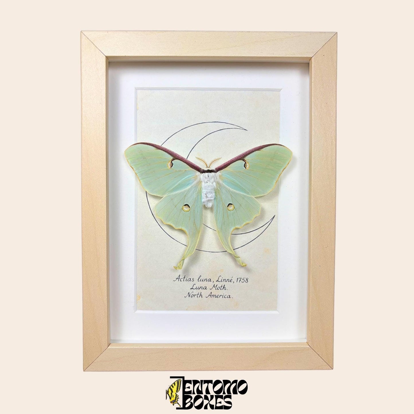 actias luna moth in frame __etsy:8019530321