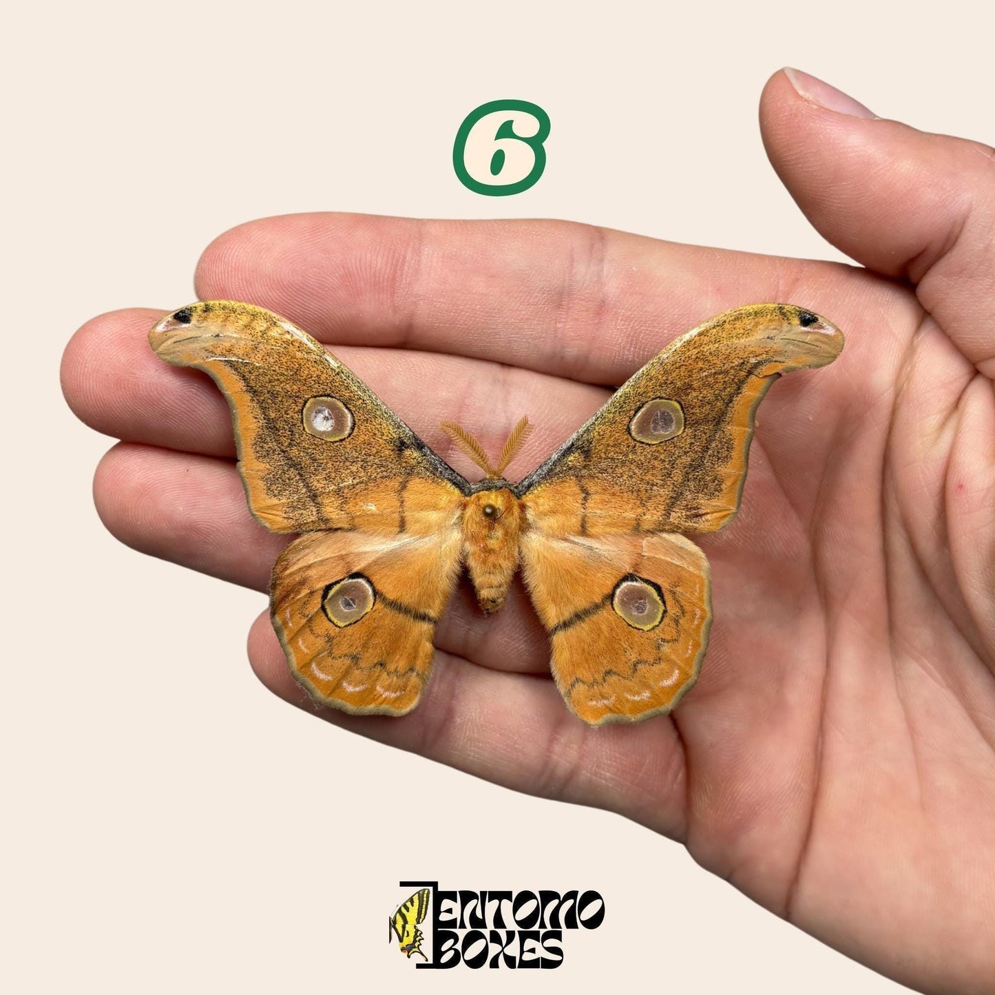 Defected budget polilla y mariposa espécimenes para arte, colección, taxidermia y entomología